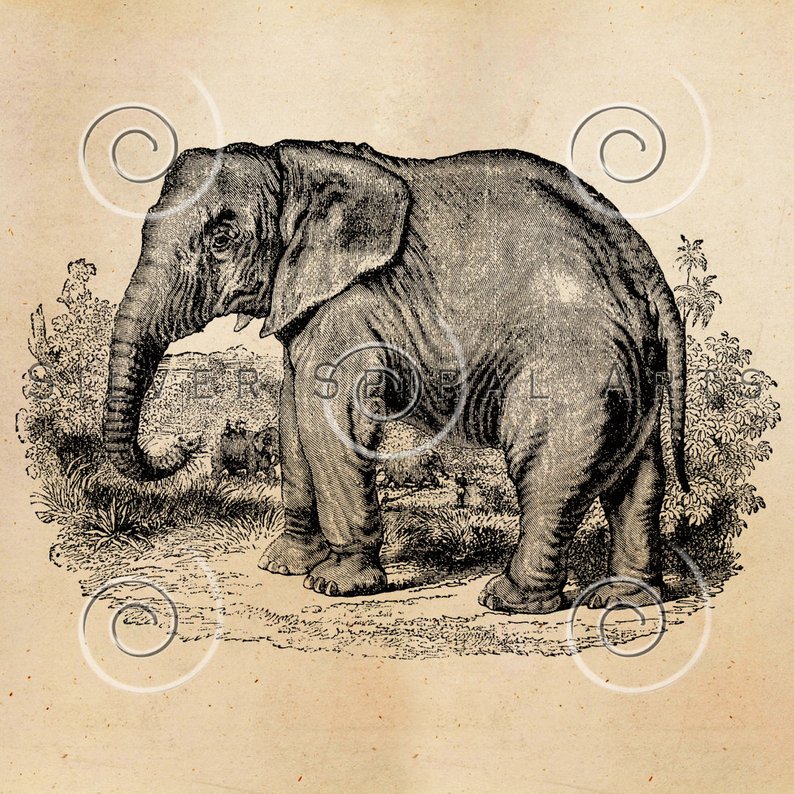 794x794 vintage elephant illustration printable elephants etsy - Vintage Elephant Drawing
