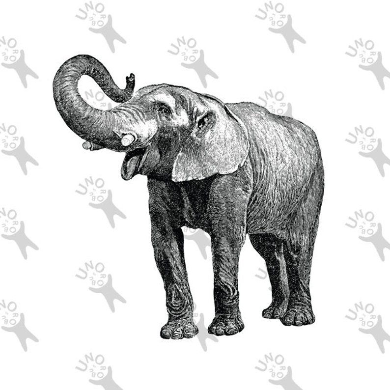 794x794 Vintage Elephant Black And White Image Instant Download Etsy - Vintage Elephant Drawing