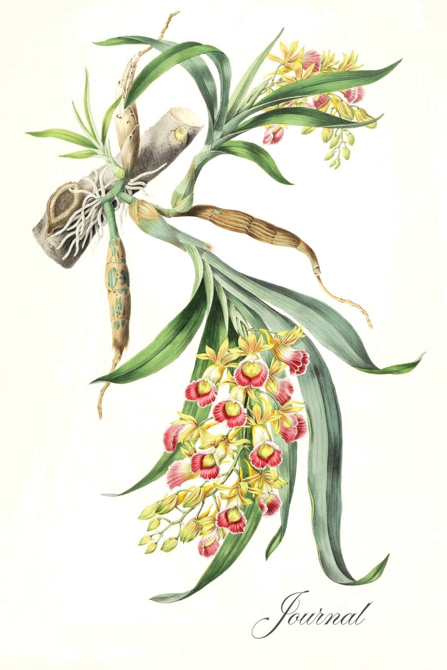 907x1360 journal vintage orchid illustration floral design - Vintage Floral Drawing