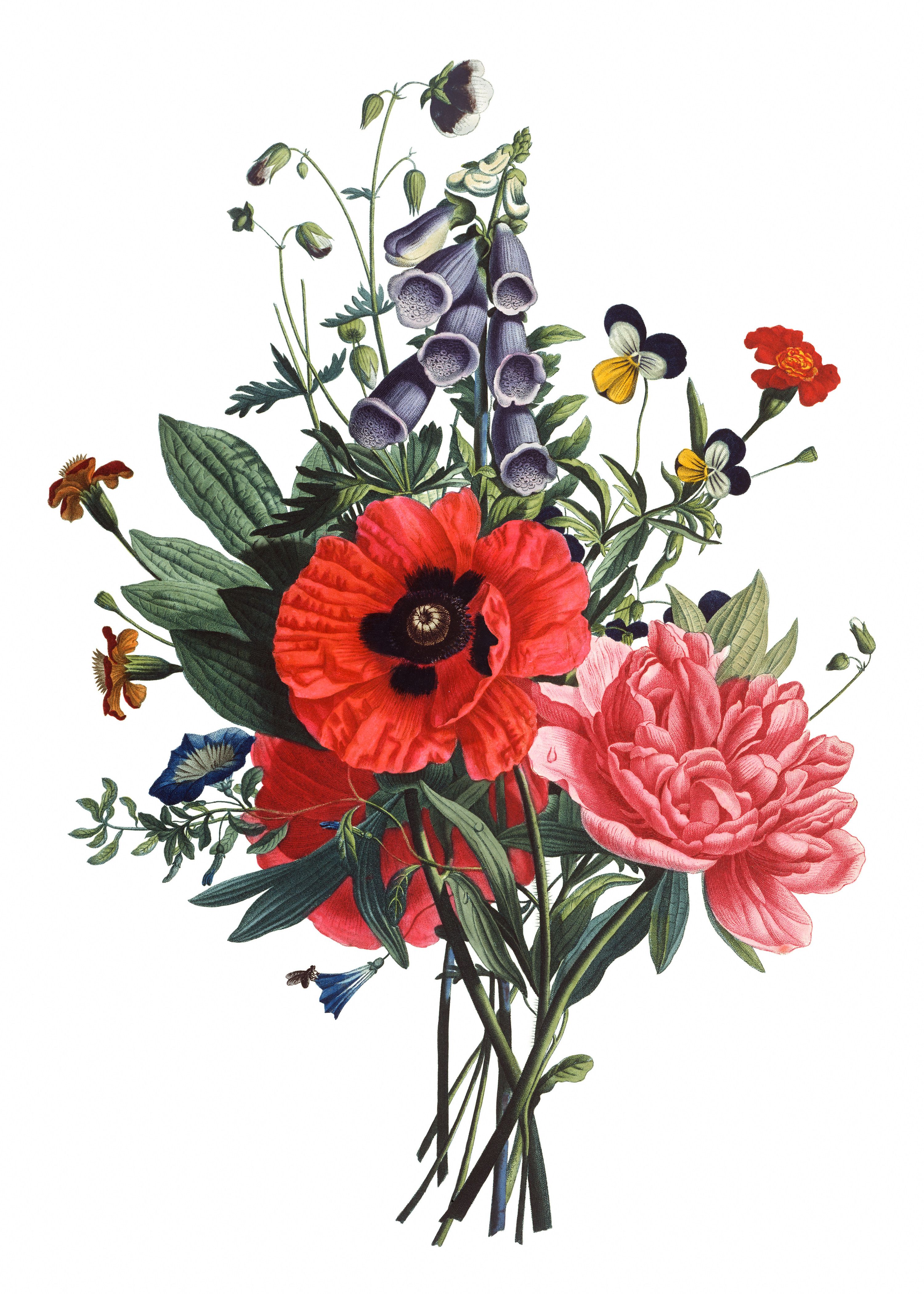 3000x4200 vintage illustration in vintage - Vintage Floral Drawing