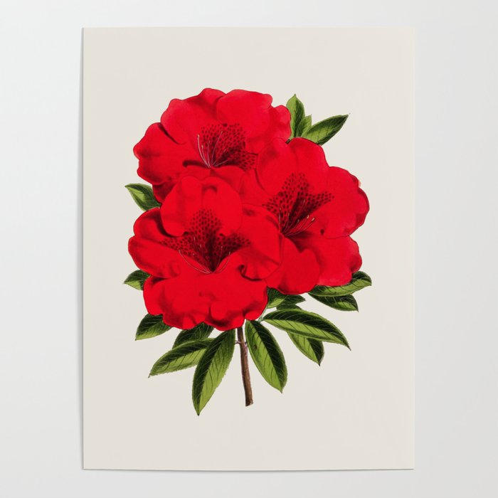 700x700 vintage botanical illustration beautiful red azalea flower floral - Vintage Floral Drawing