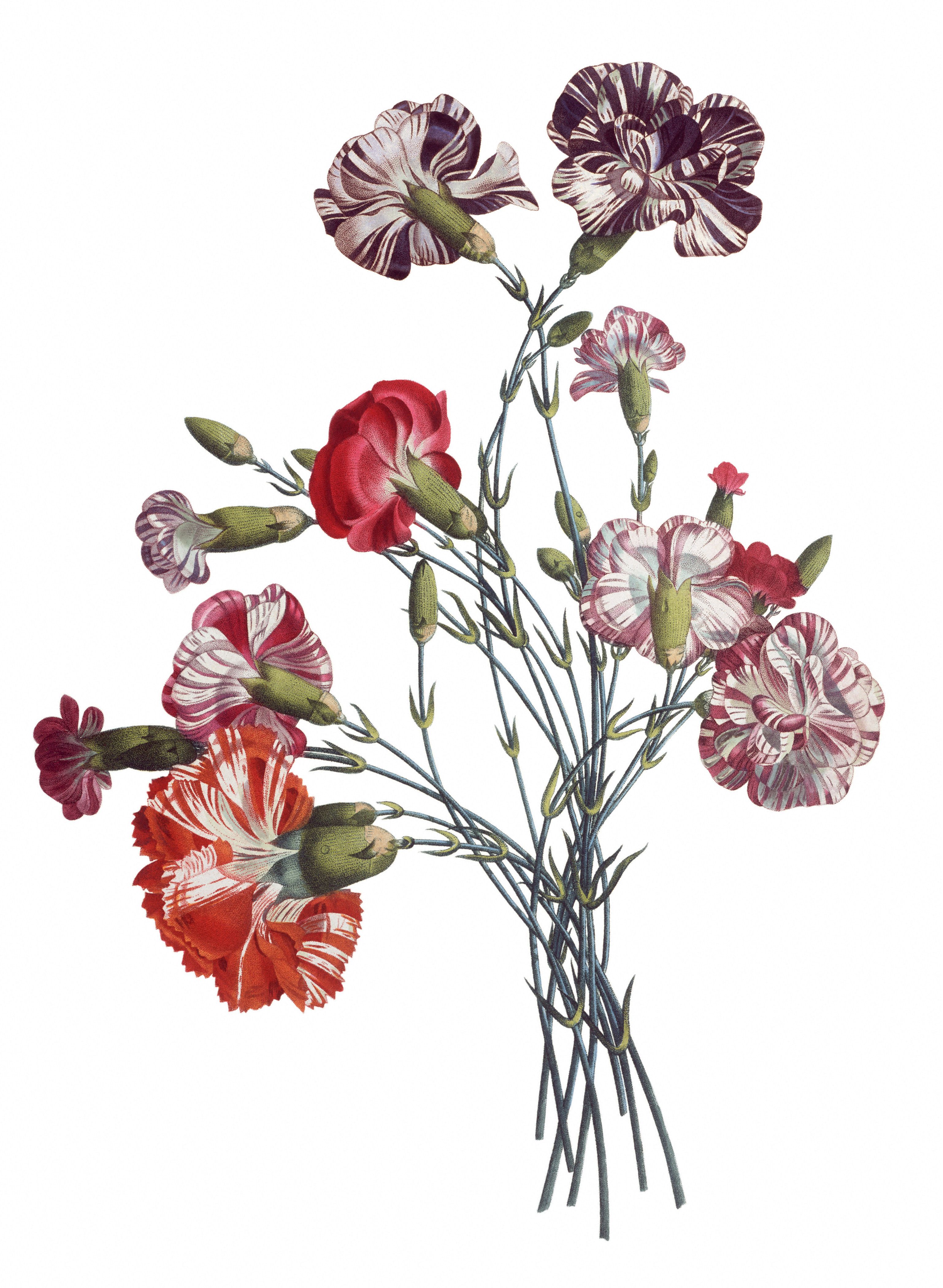 3075x4200 vintage flower drawing free vintage images - Vintage Floral Drawing