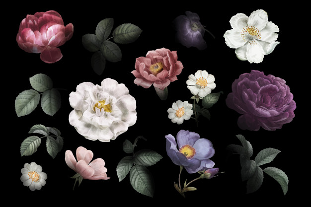 626x417 Vintage Flower Drawings Vector Free Download - Vintage Floral Drawing