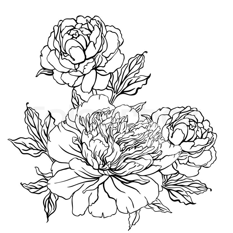 800x800 Vintage Hand Drawing Background With Stock Vector Colourbox - Vintage Floral Drawing