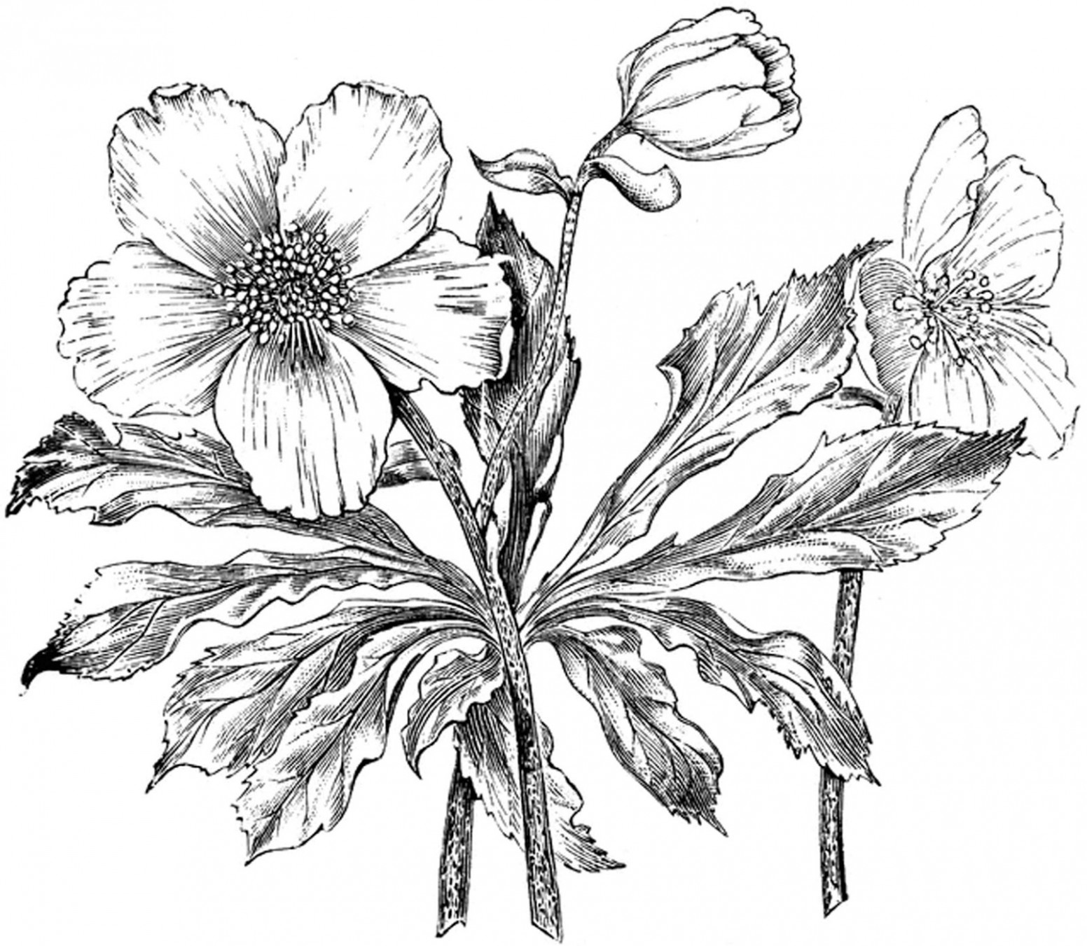 1552x1351 floral print graphic vintage flower drawing black and white - Vintage Floral Drawing