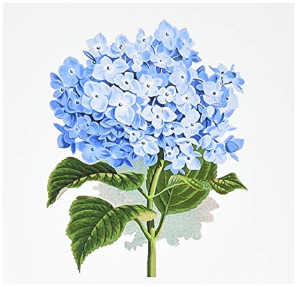 425x411 Blue Hydrangea Flowers Vintage Art - Vintage Floral Drawing