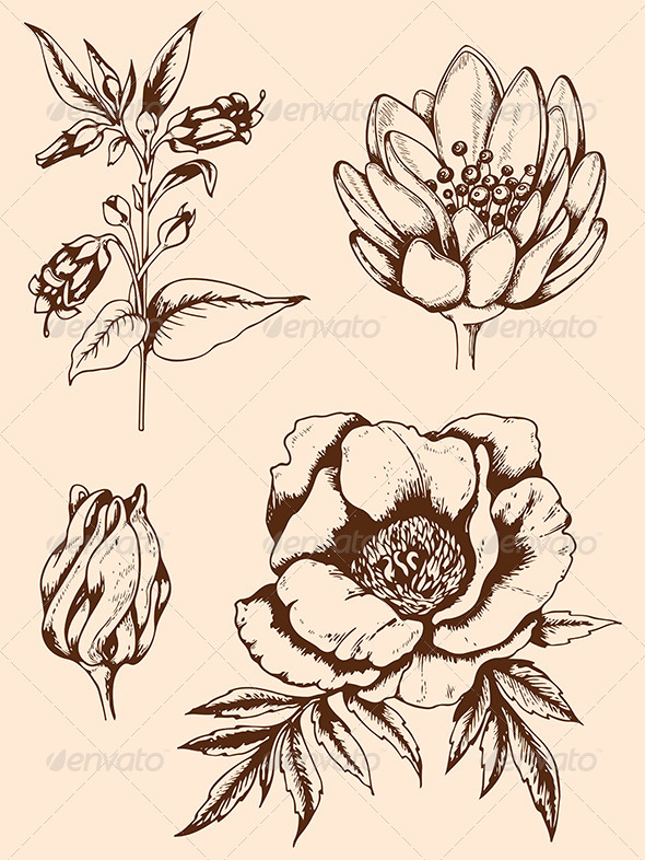 Vintage Flower Drawing