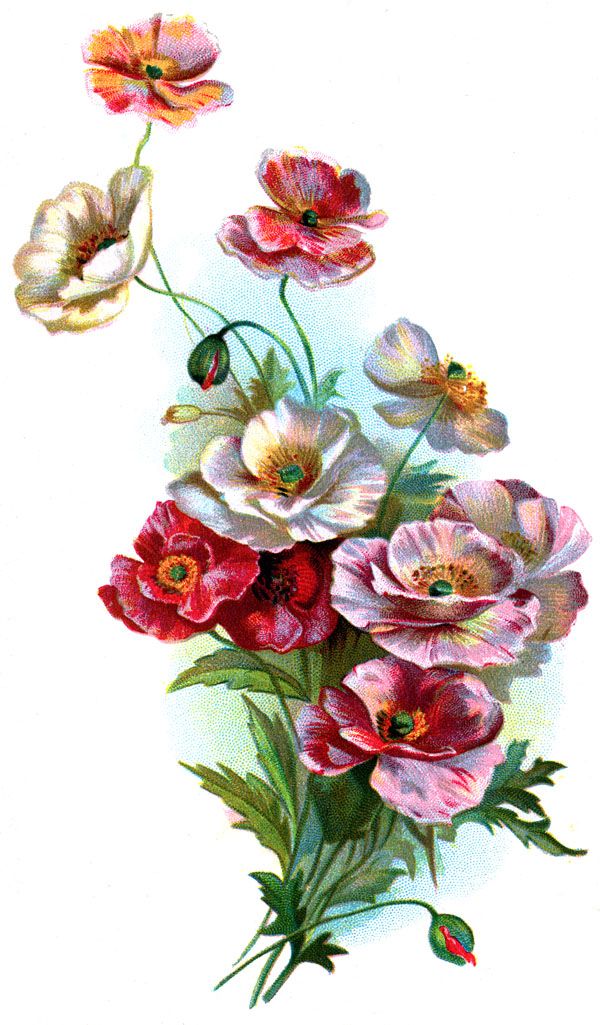 600x1025 Flower Drawings Flower Drawing Then You Can See The Pictures - Vintage Flower Drawing