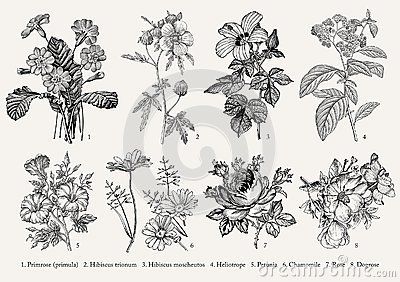 400x282 flowers drawings inspiration botany set vintage realistic - Vintage Flower Drawing