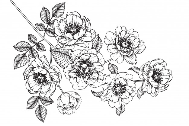 626x417 peony julia rose leaf and flower drawings vintage hand drawn - Vintage Flower Drawing