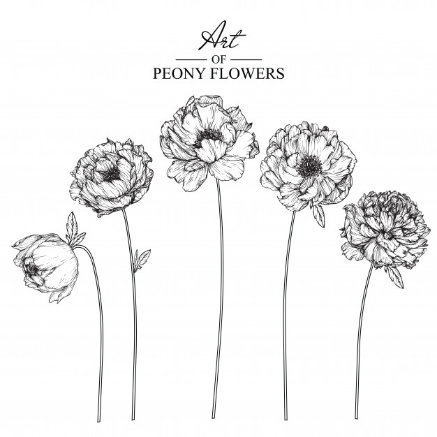 626x626 Peony Leaf And Flower Drawings Vintage Hand Drawn Botanical - Vintage Flower Drawing