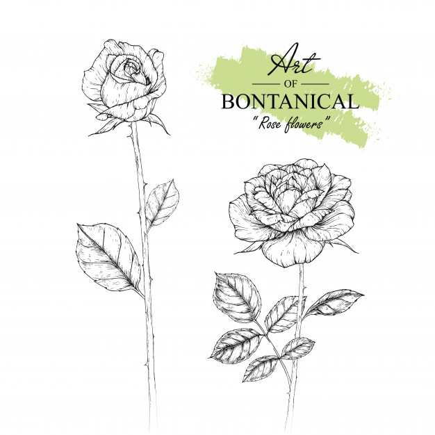 626x626 Rose Leaf And Flower Drawings Vintage Hand Drawn Botanical - Vintage Flower Drawing