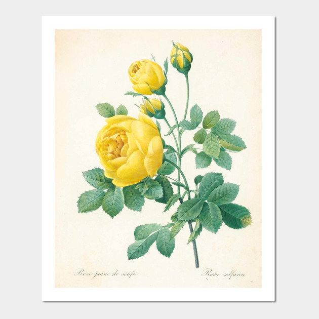 630x630 Vintage Flower Color Pencil Hand Drawing - Vintage Flower Drawing