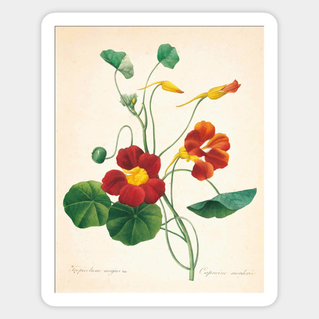 630x630 Vintage Flower Color Pencil Hand Drawing - Vintage Flower Drawing