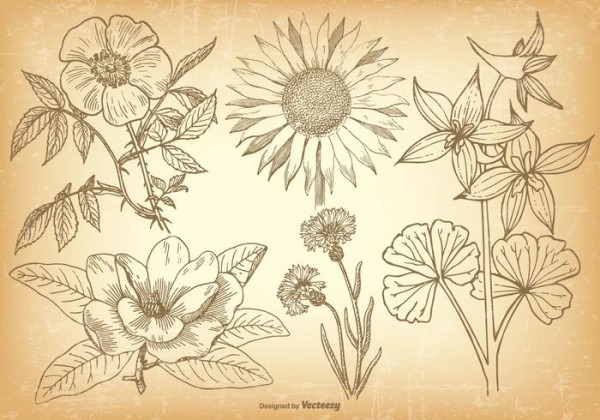 600x420 Vintage Flower Drawing - Vintage Flower Drawing
