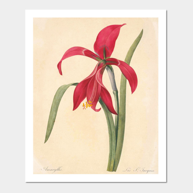 630x630 Vintage Flower Hand Drawing Of Century Color Pencil - Vintage Flower Drawing
