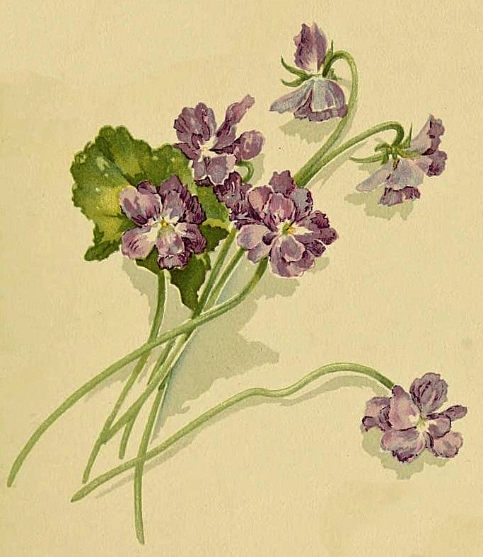 683x788 Vintage Flower Images - Vintage Flower Drawing