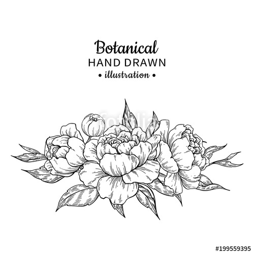 500x500 Vintage Flower Bouquet Vector Drawing Peony, Rose, Leaves - Vintage Flower Drawing