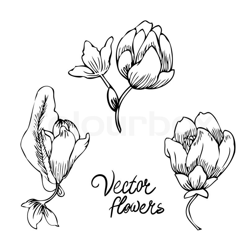 800x800 Vintage Hand Drawing Background With Stock Vector Colourbox - Vintage Flower Drawing