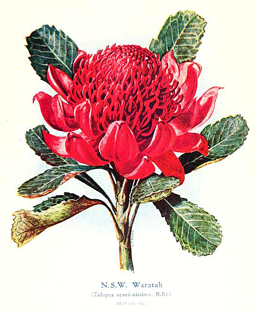 525x641 Waratah Flower Free Vintage Art - Vintage Flower Drawing