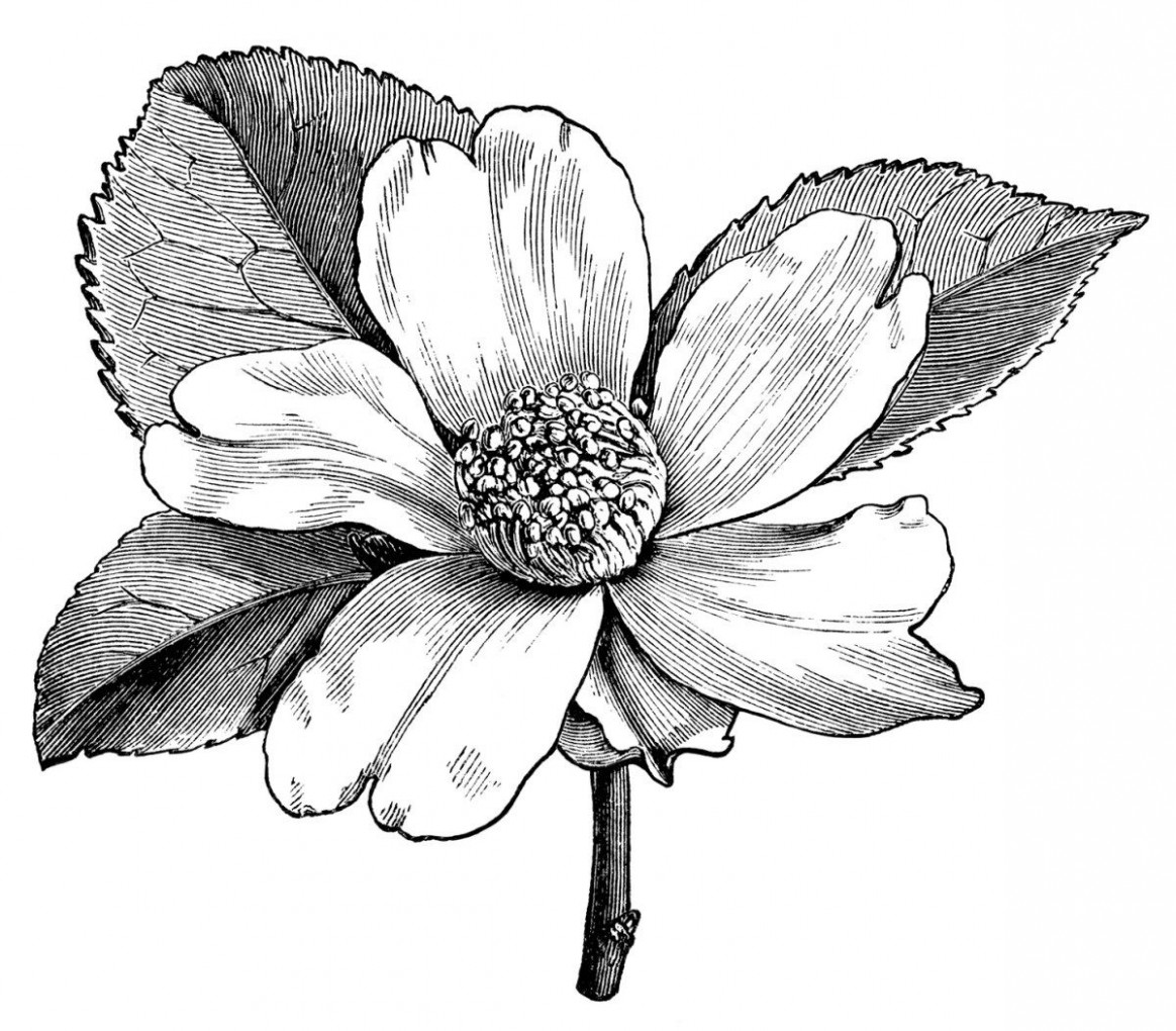 1164x1020 camellia oleifera flower free vintage clip art tattoos cotton - Vintage Flower Drawing