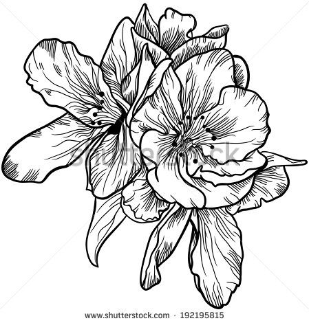 449x470 Vintage Flower Drawing Black And White - Vintage Flower Drawing