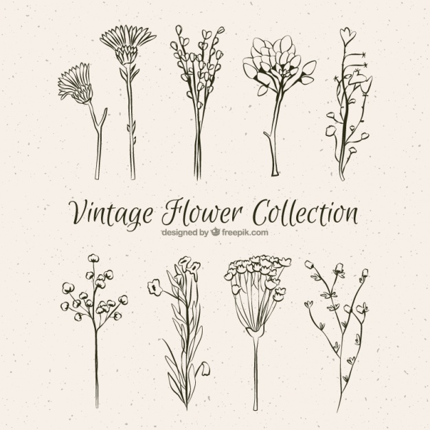 626x626 Collection Of Vintage Hand Drawn Flowers Vector Free Download - Vintage Flower Drawing