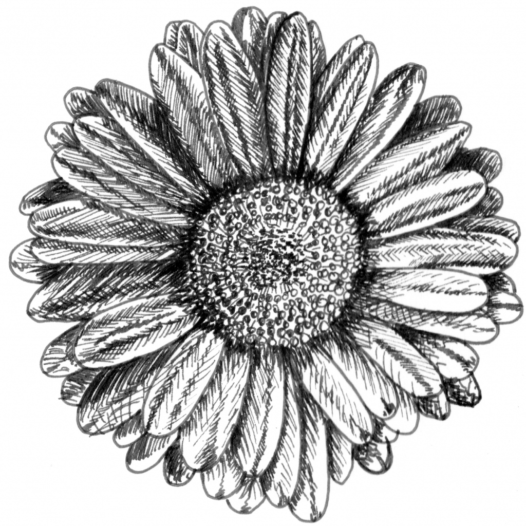 1024x1024 easy to draw antique flower vintage flower drawings vintage flower - Vintage Flower Drawing