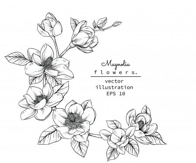626x521 Flower Drawing Vectors, Photos And Free Download - Vintage Flower Drawing
