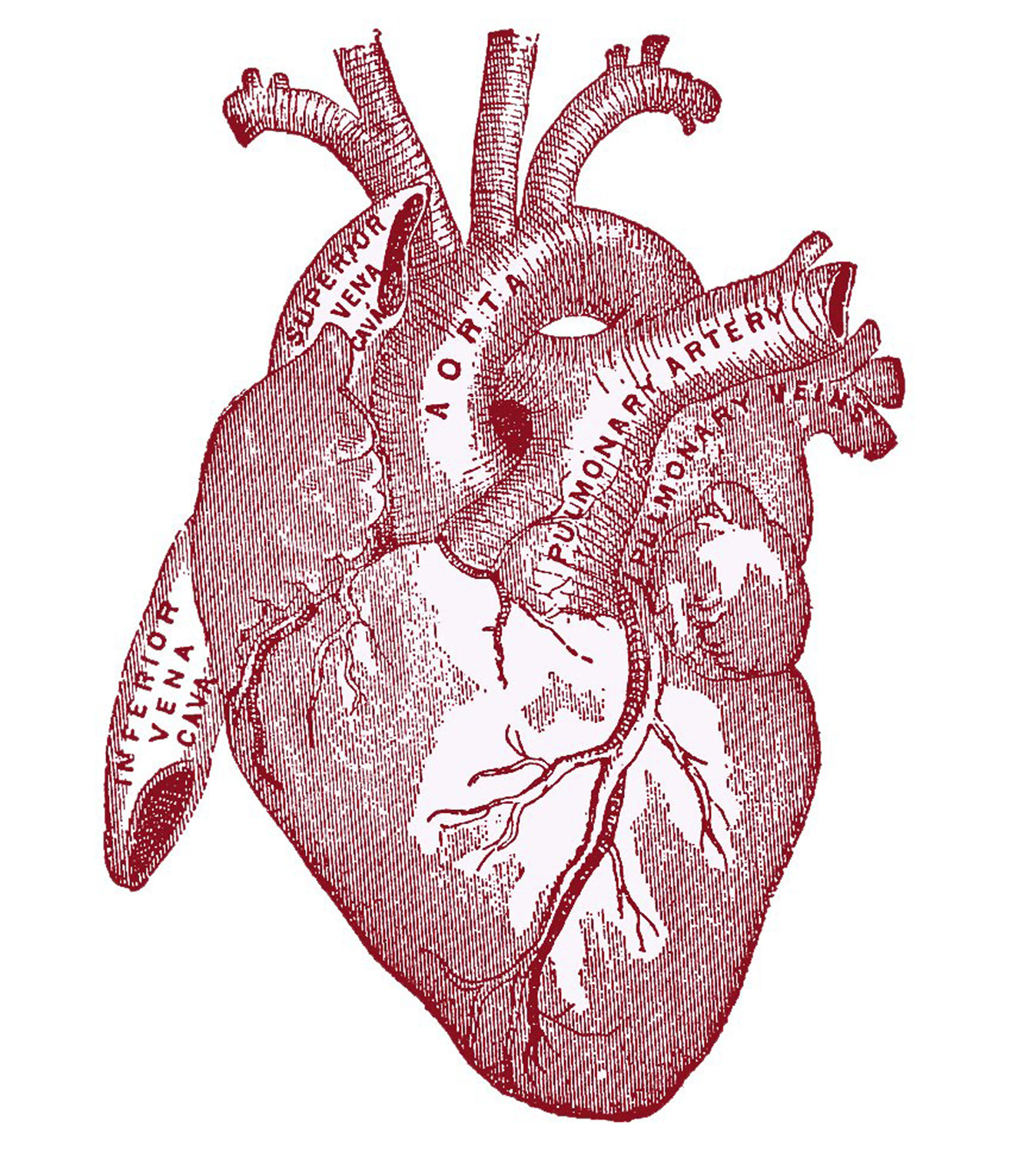 1348x1500 Anatomical Heart Pictures! - Vintage Heart Drawing