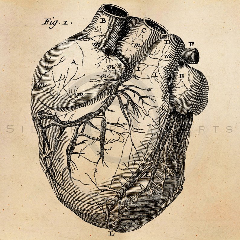 794x794 Vintage Heart Anatomy Illustration Printable Antique Etsy - Vintage Heart Drawing