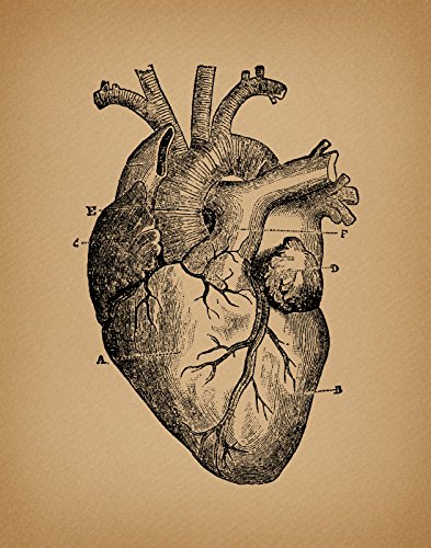 393x500 Antique Heart Print From A Vintage Illustration - Vintage Heart Drawing