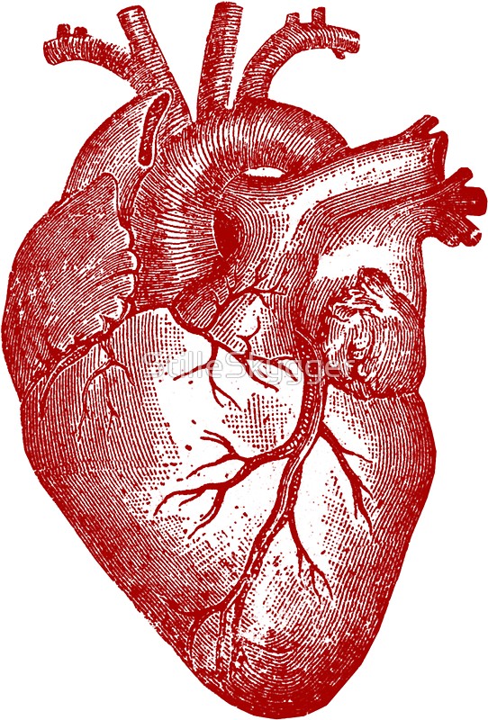 542x800 Heart Anatomy - Vintage Heart Drawing
