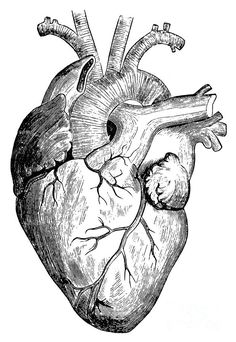 236x342 Vintage Anatomical Heart Drawing - Vintage Heart Drawing