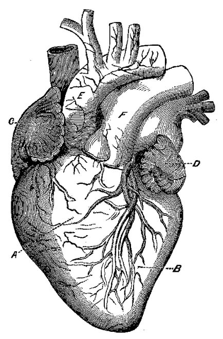 434x660 Vintage Heart Image Art Inspiration Anatomical Heart Drawing - Vintage Heart Drawing