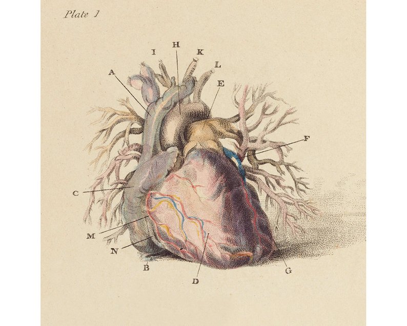 794x635 Antique Anatomical Heart Illustration Vintage Heart Anatomy Etsy - Vintage Heart Drawing