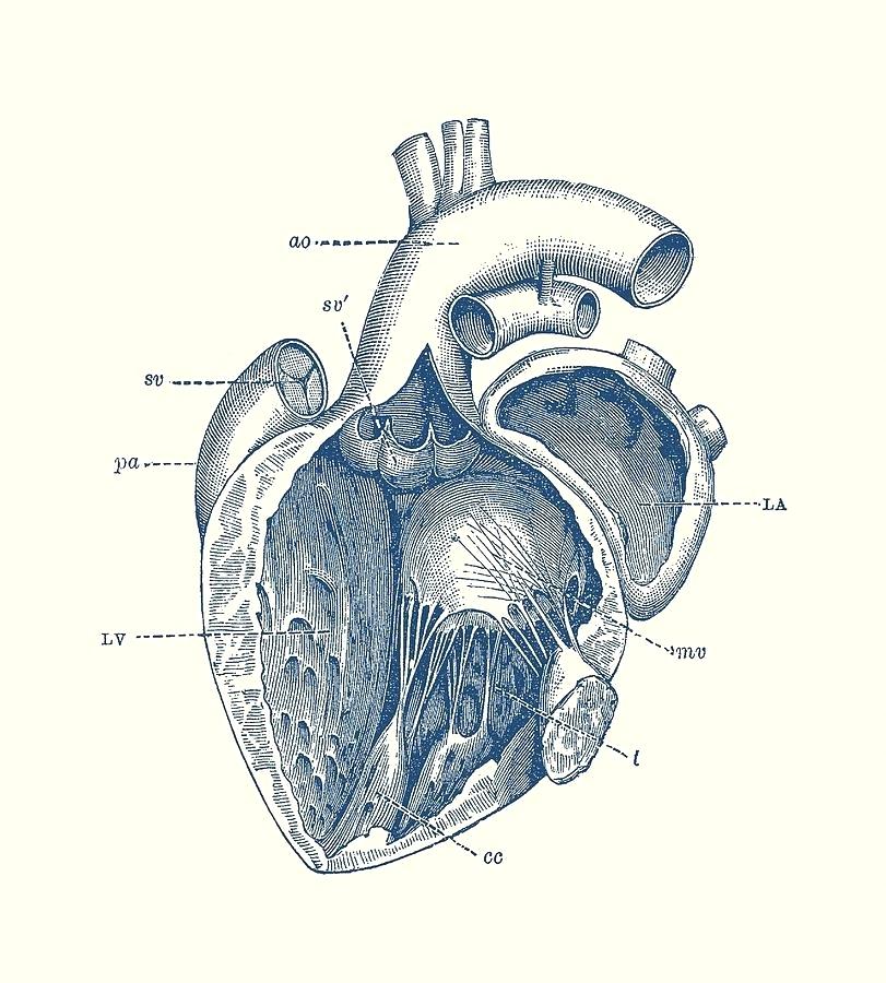 811x900 Vintage Human Heart Diagram - Vintage Heart Drawing