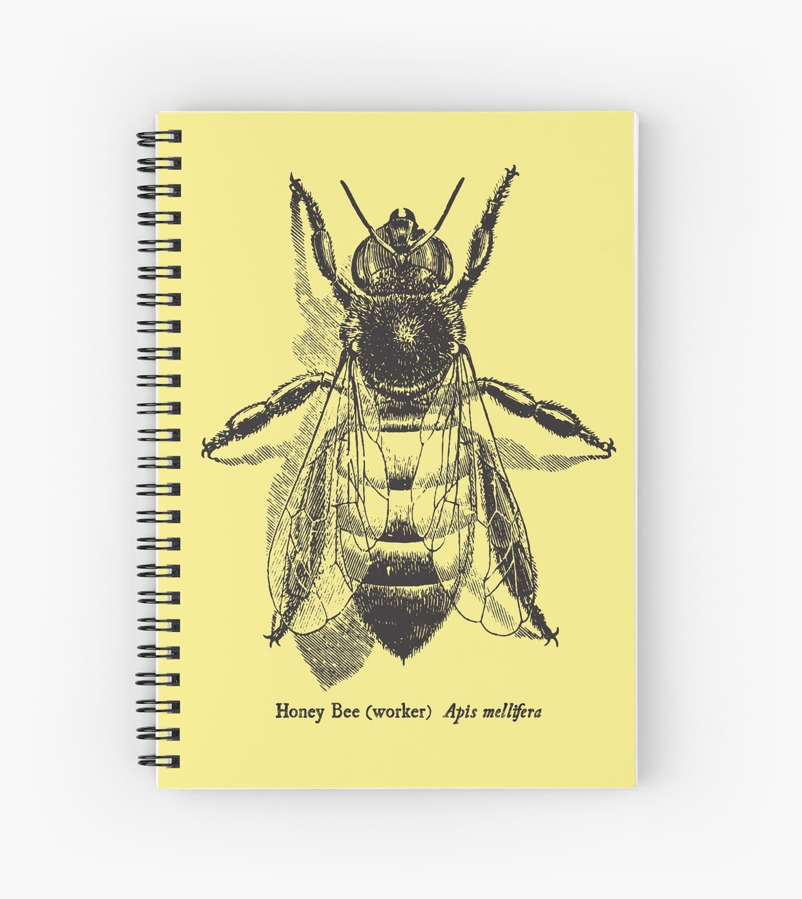 Vintage Honey Bee Drawing at PaintingValley.com | Explore collection of ...