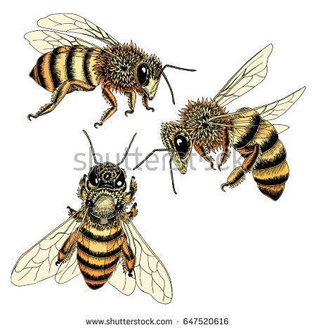 450x470 honey bee drawing sketch fresh hand drawn honey beekeeping bees - Vintage Honey Bee Drawing