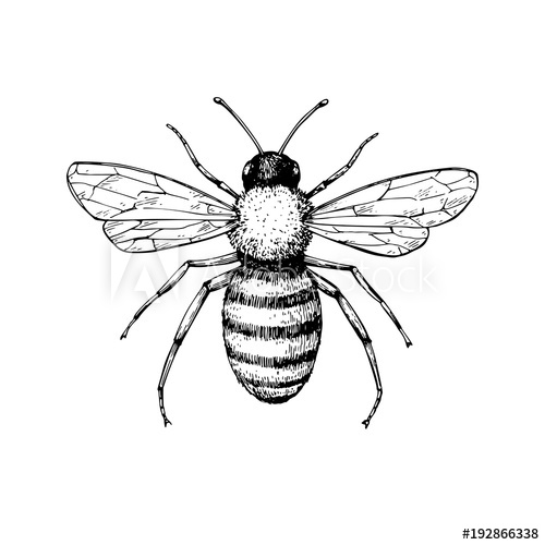 500x500 honey bee vintage vector drawing hand drawn isolated insect ske - Vintage Honey Bee Drawing
