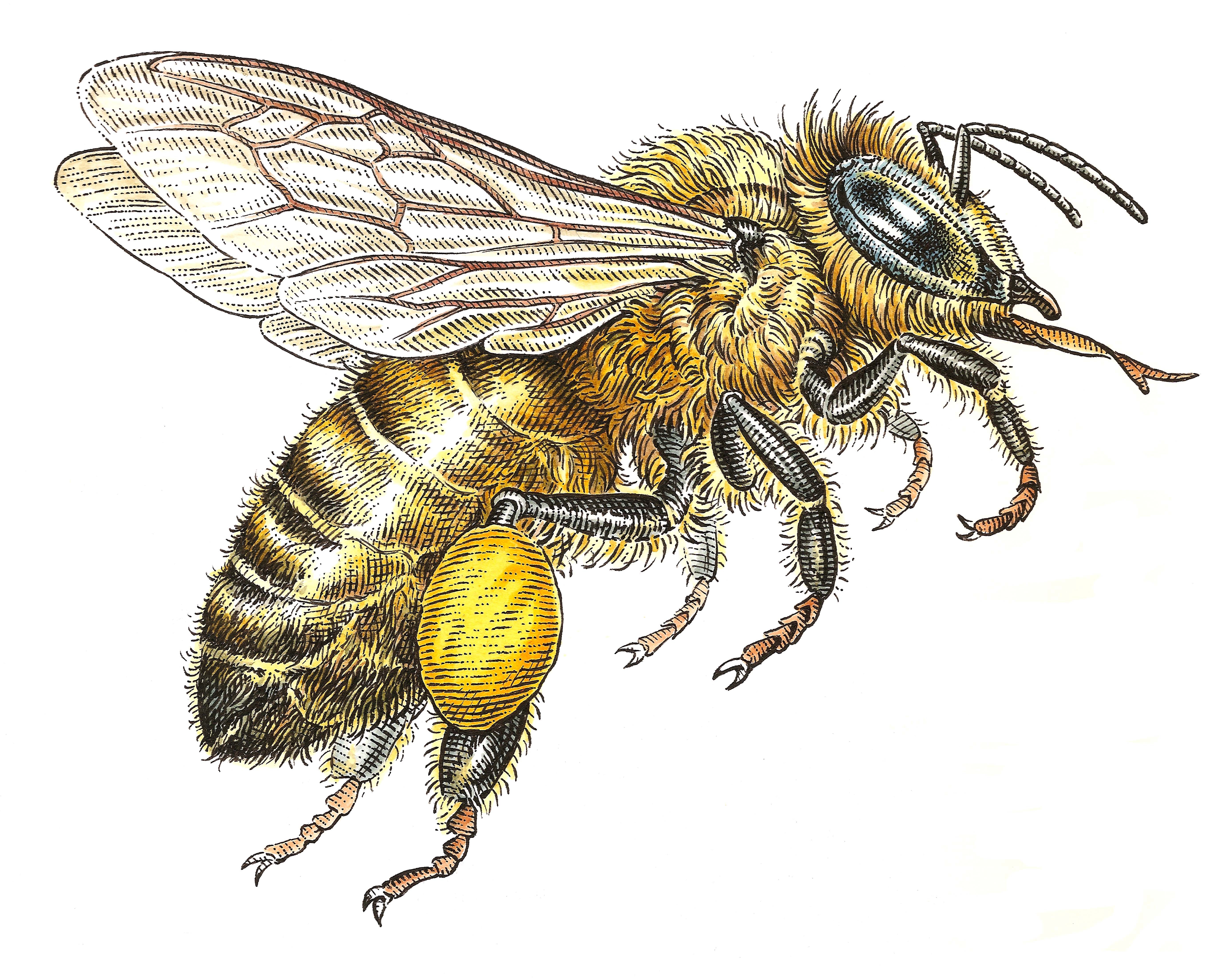 Vintage Honey Bee Drawing at Explore collection of