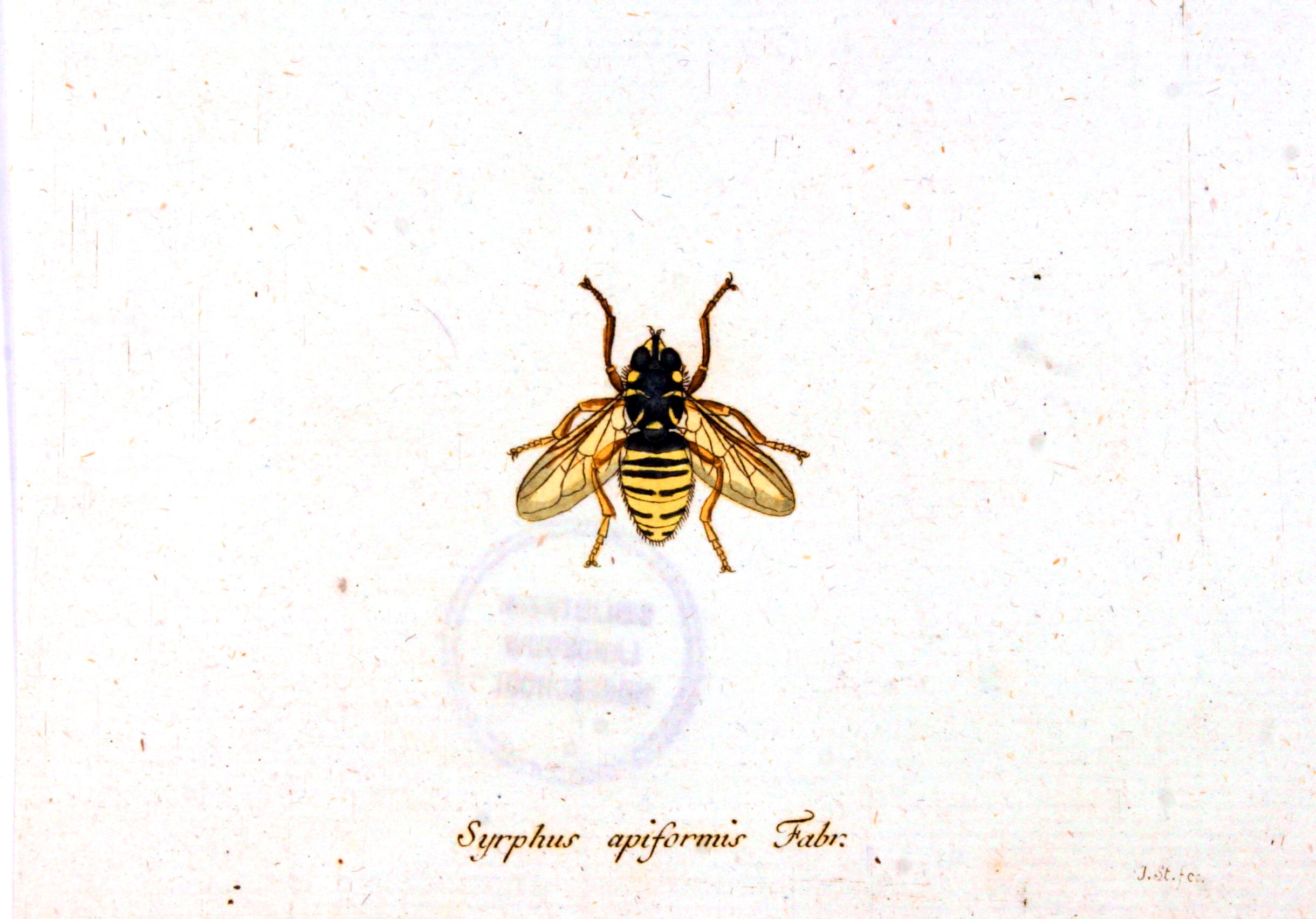 2440x1704 vintage honey bee print - Vintage Honey Bee Drawing