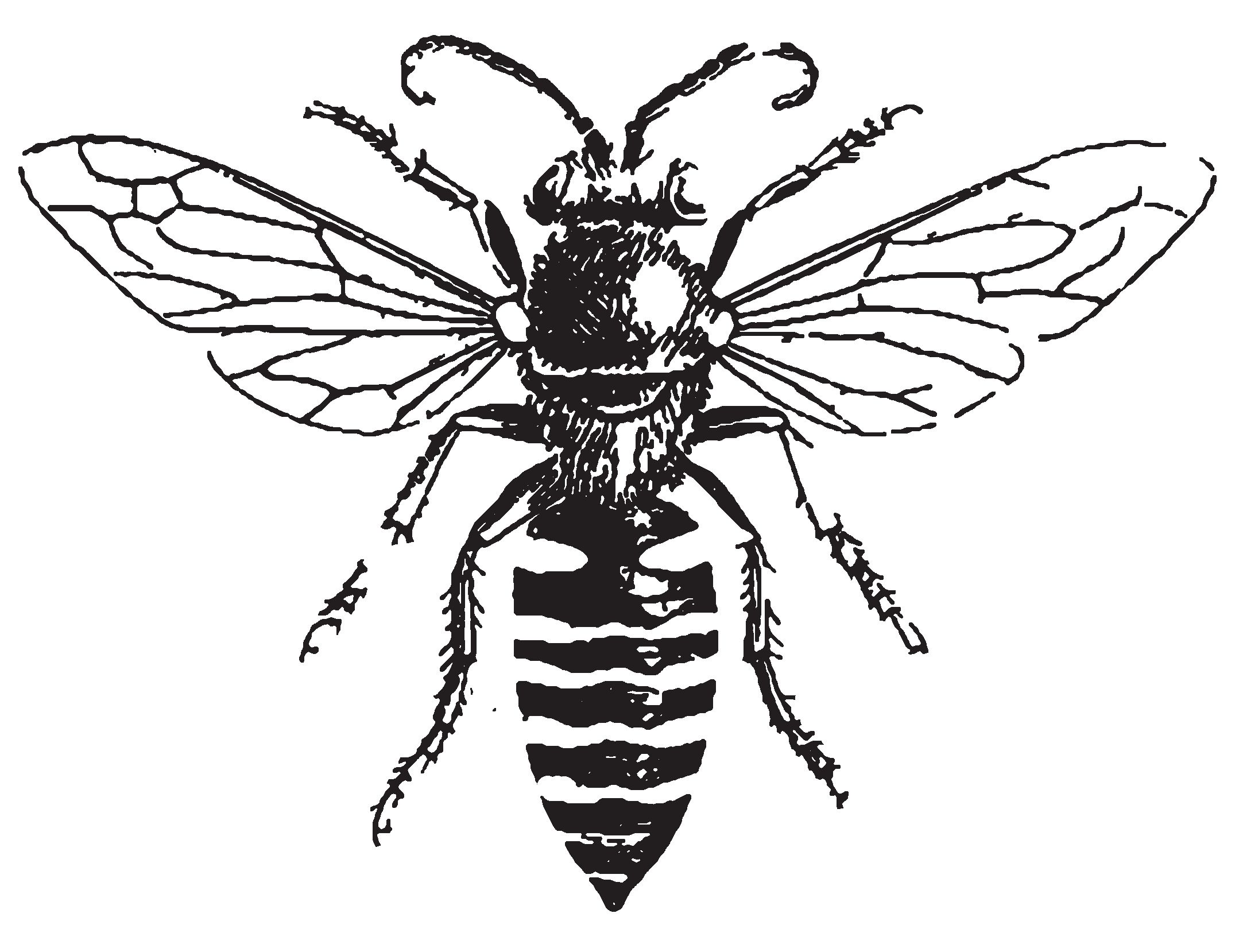 2158x1658 vintage drawing honey bee for free download - Vintage Honey Bee Drawing