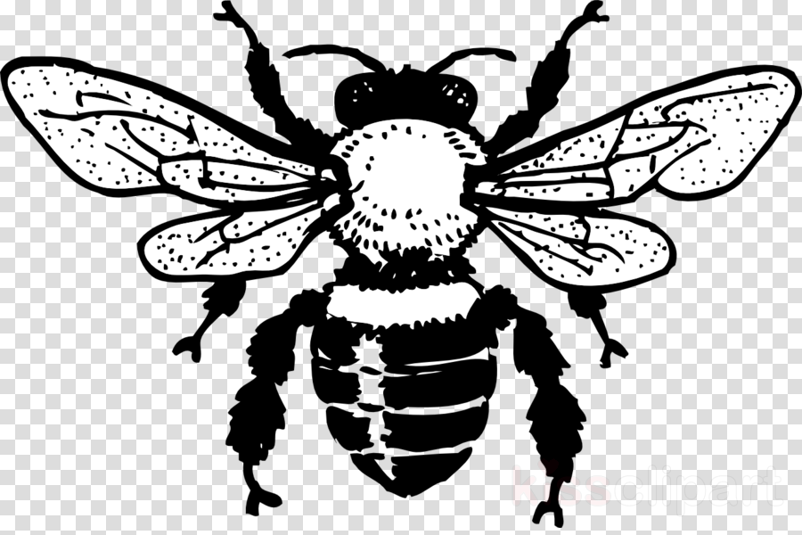 900x600 Bee, Drawing, Illustration, Transparent Png Image Clipart Free - Vintage Honey Bee Drawing