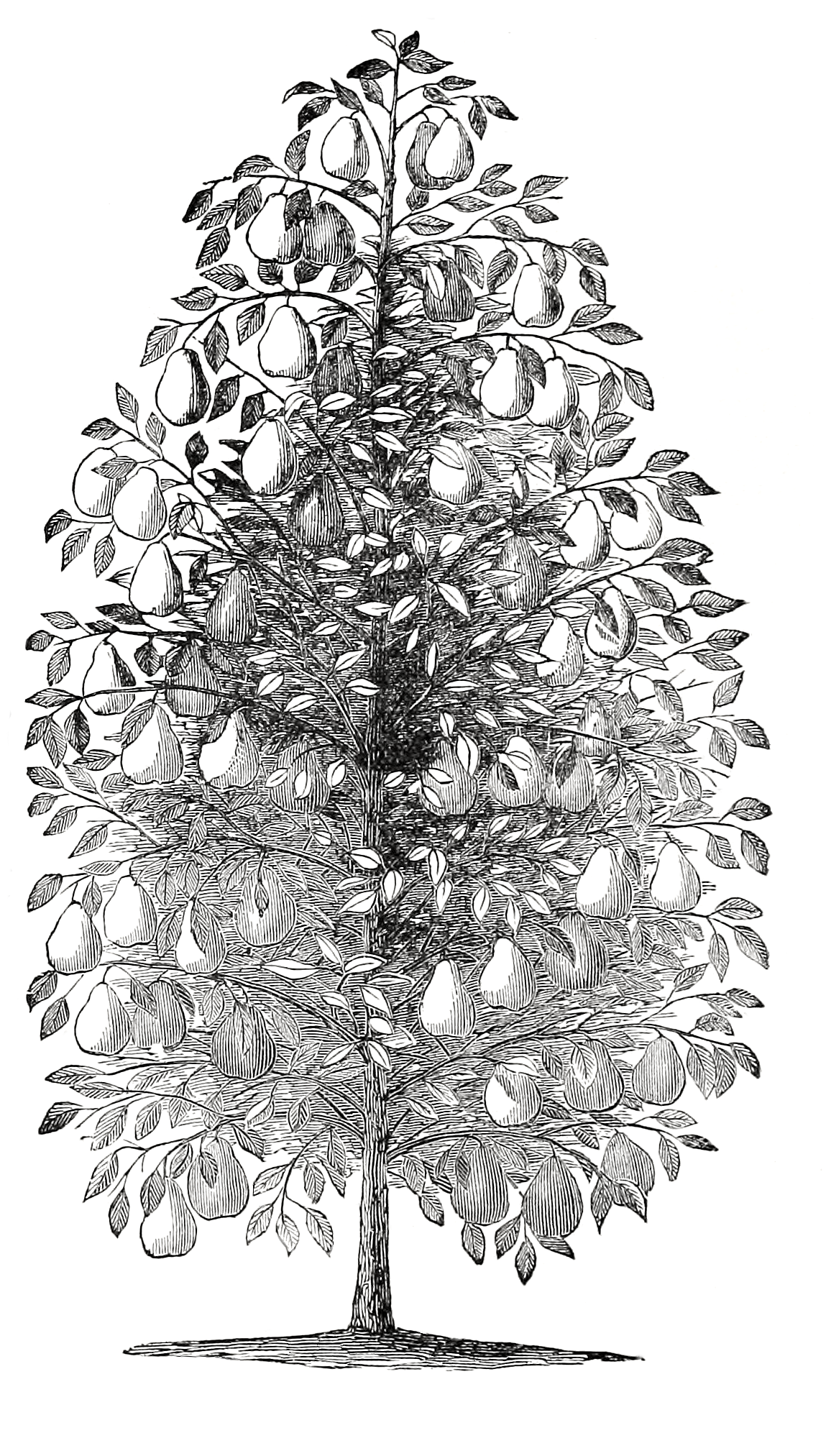 1149x2025 Reusable Art - Vintage Line Drawings