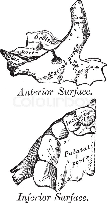 427x800 this illustration represents development of maxillae, vintage line - Vintage Line Drawings