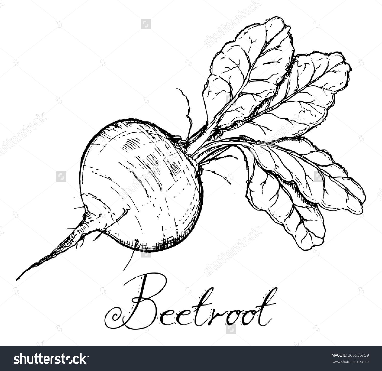 1500x1456 vintage vegetable clip art black white beet line drawing beets - Vintage Line Drawings