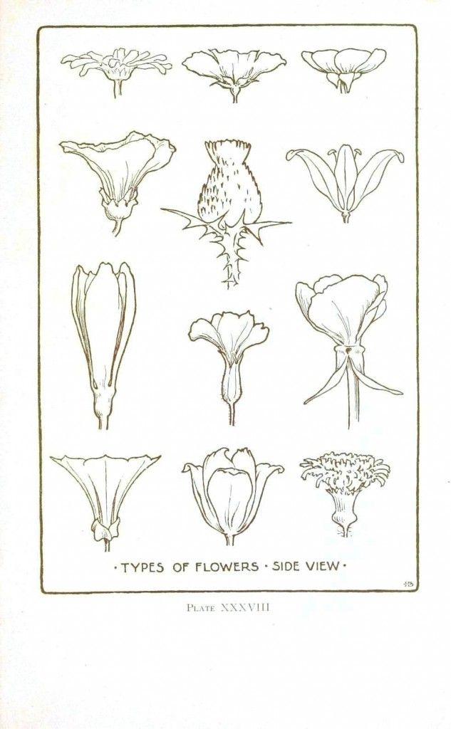 633x1024 Botanical Flower Flower Line Drawings Vintage Printable - Vintage Line Drawings