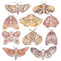 240x240 moth illustration photos, royalty free images, graphics, vectors - Vintage Moth Drawing