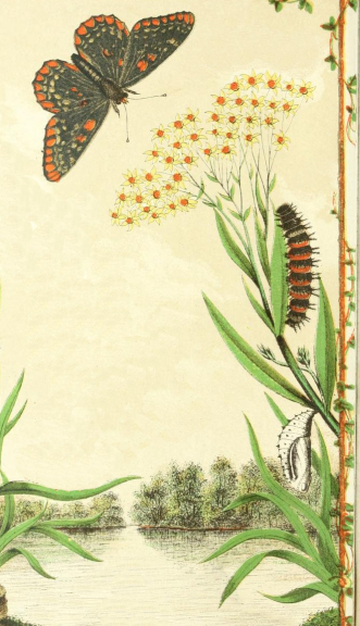 331x576 moth life cycle drawing free vintage art - Vintage Moth Drawing